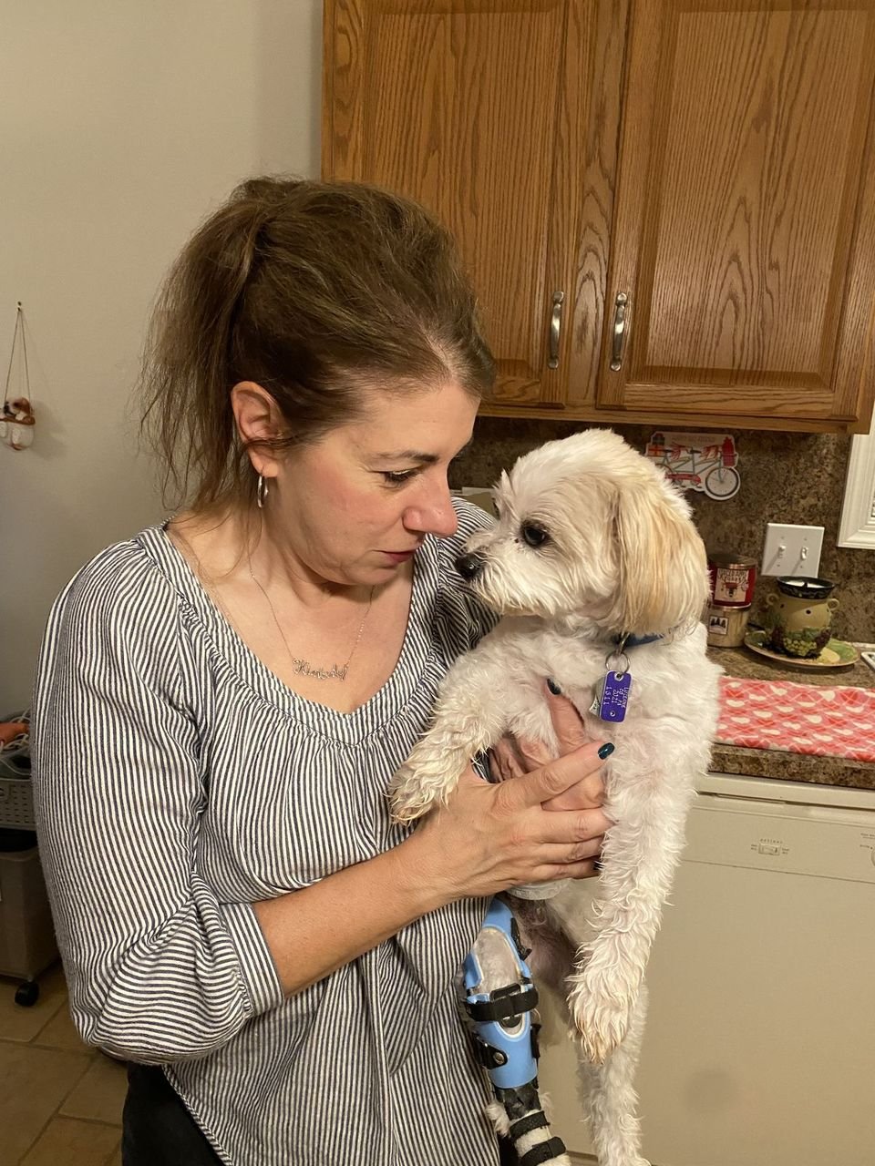 Bella the Cocker Spaniel with her new sibling, a toddler